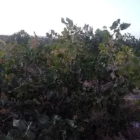 فروش ویژه باغ پسته رشتخوار|فروش زمین و ملک کلنگی|رشتخوار, |دیوار