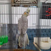 عروس هلندی زیبا و مولد|پرنده|بندر ماهشهر, |دیوار