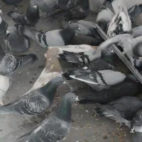 دسته پلاکی مسافتی