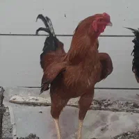 خروس لاری