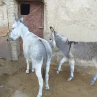 خرو کره به فروش میرسد