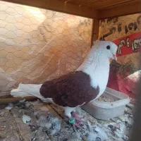 کبوتر کفتر دوکت سرخ|پرنده|مبارکه, |دیوار