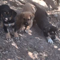 طوله رود فایلر