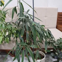 گل آپارتمانی|گل و گیاه طبیعی|فردوس (خراسان), |دیوار