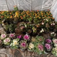 گل و گیاه داوودی و همیشه بهار و کلم زینتی