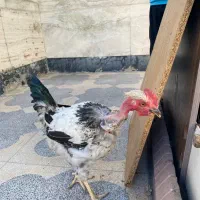 فروش جوجه خروس کله گلابی