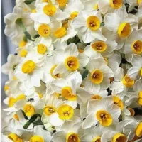 گل نرگس تازه تازه