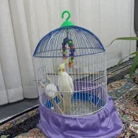 قفس