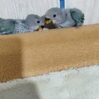 یک جفت طوطی برزیلی بالق جوجه بده و دو تا جوجشون|پرنده|دشتابی, |دیوار