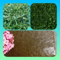سبزی خورشتی تازه و خوش طعم (آماده ی طبخ)