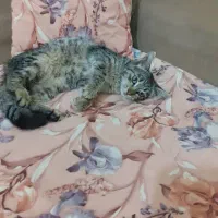 واگذاری بچه گربه ماده