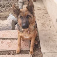 یک ژرمن ماده استثنایی