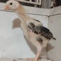 جوجه لاری نژاد دار