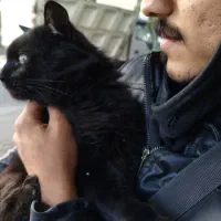 واگذاری کاملا رایگان گربه دوساله