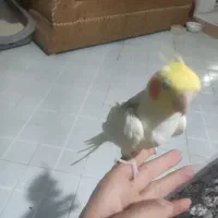 عروس هلندی سخنگو