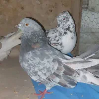 سرور ماده برای جفت گیری