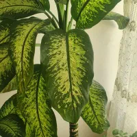 گل دیفن باخیا