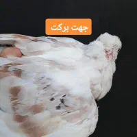 جوجه پشتدار سرور دوکت زیبا|پرنده|تهران, فردوس|دیوار