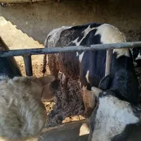 گوساله پروار