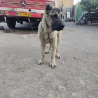 توله سرابی ۵ماه نر