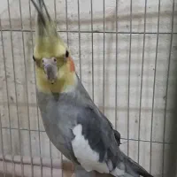 عروس هلندی نر قناری سهره