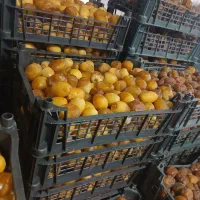 رطب  وخرما وخارک  برحی  وخصبک