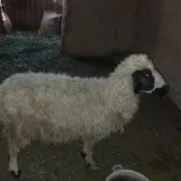 میش وبره