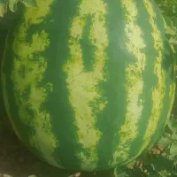 هندوانه درجه یک خوش قالب