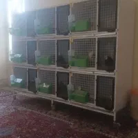 قفس جفتکن کبوتر