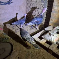 حیوانات معاوضه با اره برقی