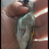 سهره کرمونی  کهنه|پرنده|نوشهر, |دیوار