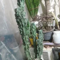 کاکتوس صخره ای ۱۸ساله باقدبالای یک متر|گل و گیاه طبیعی|خوی, |دیوار