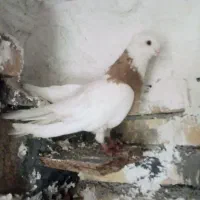 طوقی پرتقالی