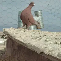 گلی نر عطیقه و ماده کلاغ خوشکل