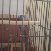 جفت عروس هلندی سینامون|پرنده|باقرشهر, |دیوار