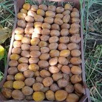خارک با رطب برحی نمونه