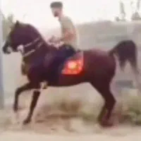 اسب کرد کره سهیل حیدر|اسب و تجهیزات اسبسواری|کرمانشاه, |دیوار