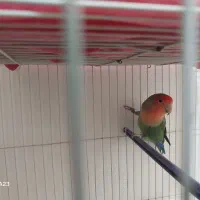 کوتوله نر ۹۰۰