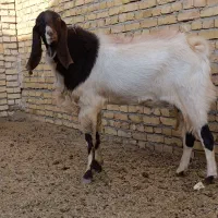 نربز پاکستانی  1/5 ساله|حیوانات مزرعه|قلندر آباد, |دیوار