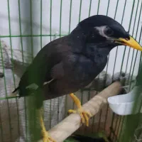 مرغ مینا
