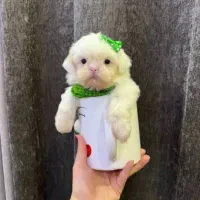 واگذاری تای پت واگذاری تای مالتیز|سگ|صدرا-فارس, فاز ۱|دیوار