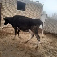 گاو  قصر ساغن|حیوانات مزرعه|نوشین شهر, |دیوار