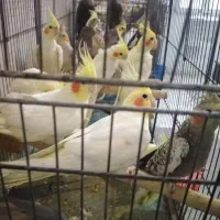 عروس|پرنده|رشت, استادسرا|دیوار