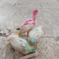 جوجه مرغ و خروس