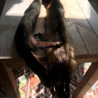 شال تزیینی|لباس|تهران, مینی‌سیتی (شهرک نفت)|دیوار