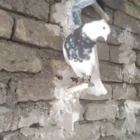 طوقی‌.خوشونه