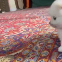 توله پامرانین|سگ|بابلسر, |دیوار