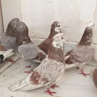 کبوتر تهرانی