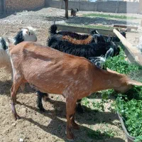 بزدورگ الپاین