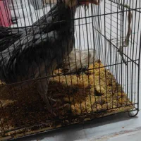 جوجه لهستانی